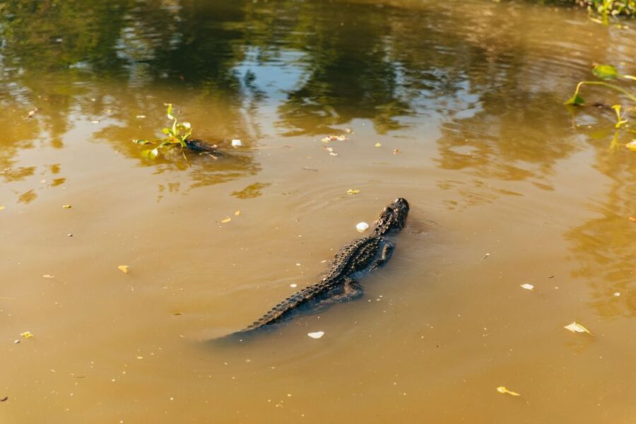 New Orleans: Guided Swamp Cruise by Tour Boat - The 100-minute cruise through Jean Lafitte country