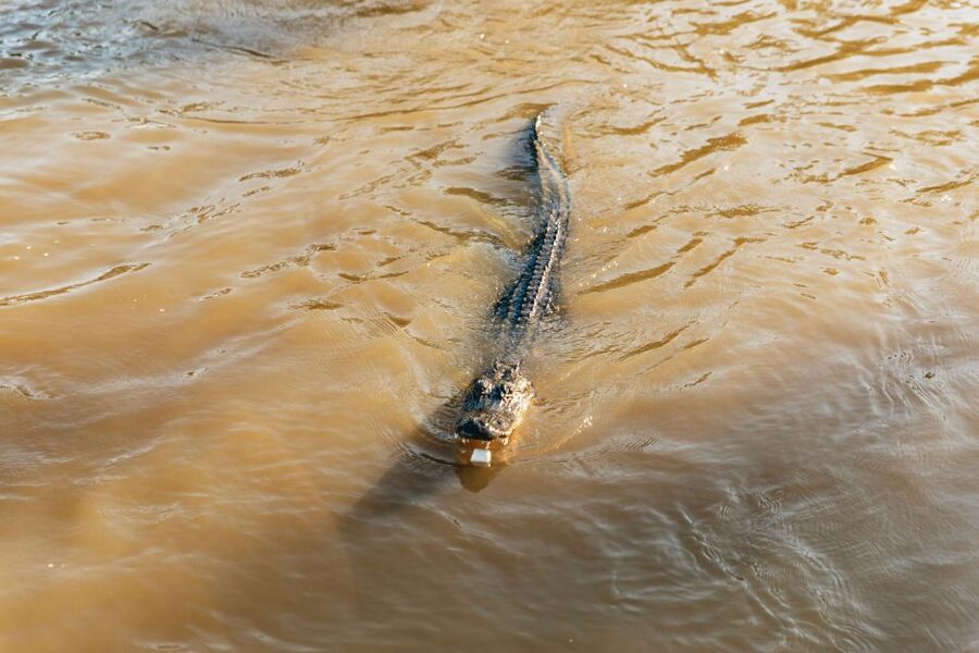 New Orleans: Guided Swamp Cruise by Tour Boat - A practical boat for slow-moving water