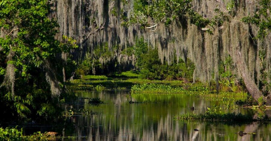 New Orleans: High Speed 16 Passenger Airboat Ride - Six things to know before you book