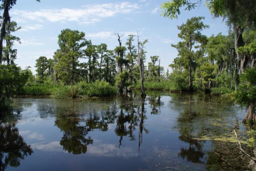 New Orleans: High Speed 16 Passenger Airboat Ride - What the 100-minute airboat ride feels like