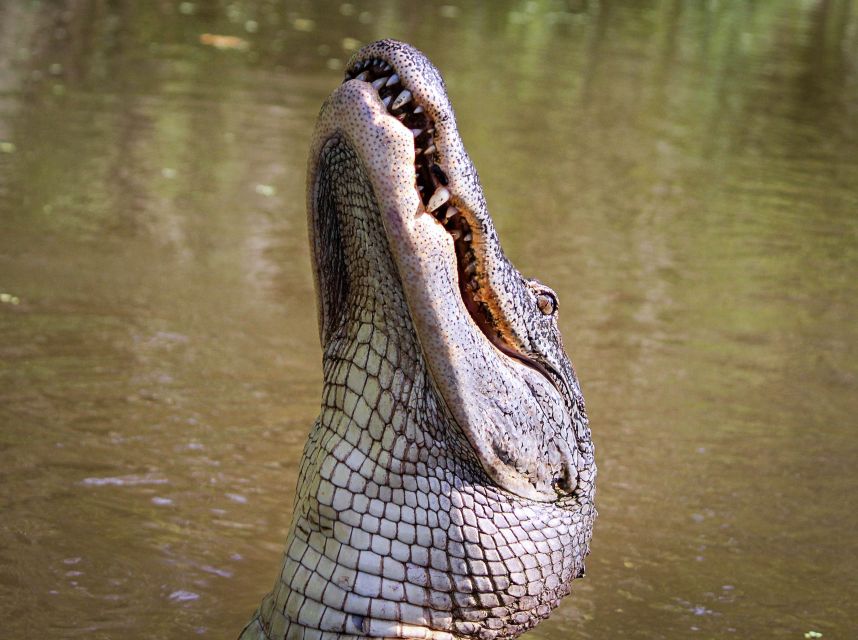 New Orleans: High Speed 16 Passenger Airboat Ride - Alligators, birds, and the luck of the day