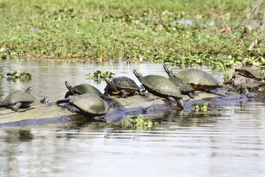 New Orleans: High Speed 16 Passenger Airboat Ride - The captains make the difference