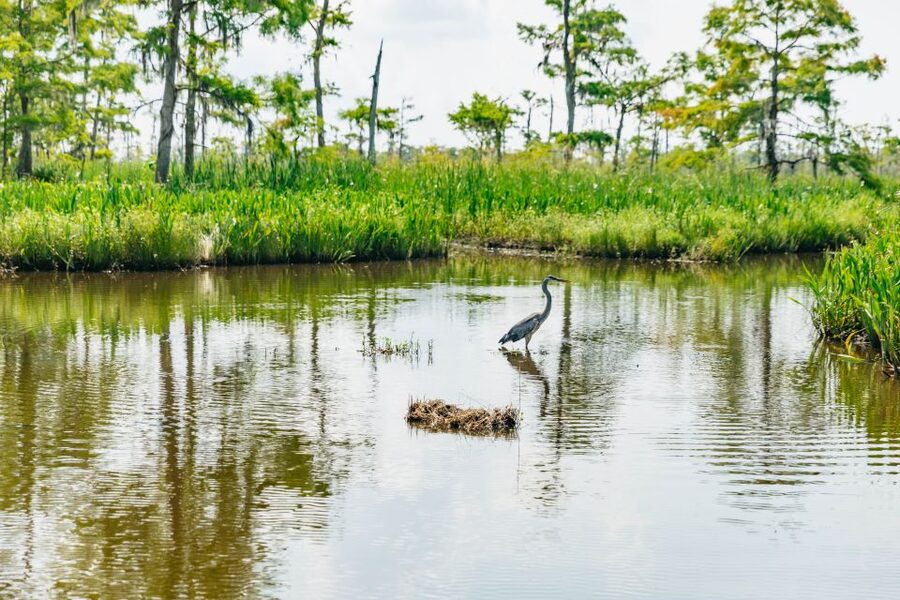 New Orleans: High Speed 9 Passenger Airboat Tour - FAQ