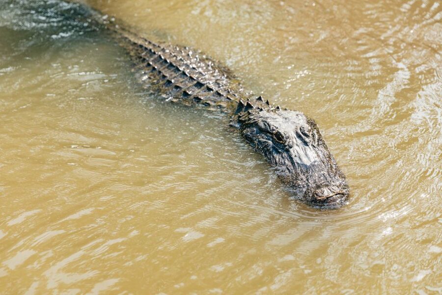New Orleans: High Speed 9 Passenger Airboat Tour - Leaving the French Quarter for the Barataria Wetlands