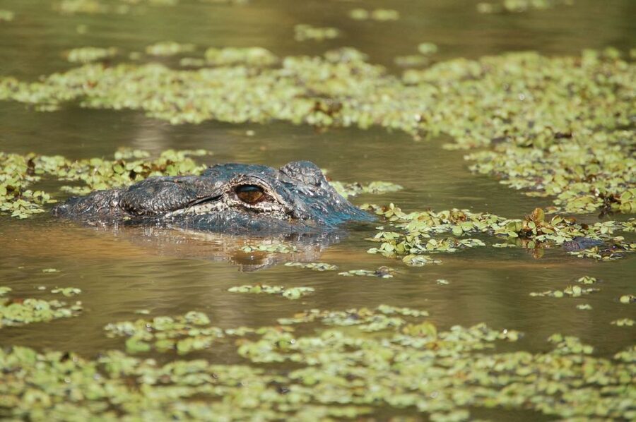New Orleans: High Speed 9 Passenger Airboat Tour - The Open Boat Reality: What to Wear and Expect