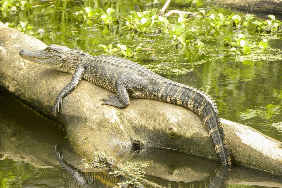 New Orleans Manchac Bayou Swamp Cruise W/ Optional Pick-Up - The 90-minute boat ride through the swamp