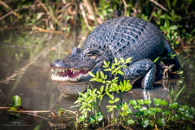 New Orleans Self-Transport Swamp and Bayou Boat Tour - Why Honey Island Swamp is worth leaving New Orleans for