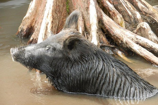 New Orleans Self-Transport Swamp and Bayou Boat Tour - The wildlife search, with alligators in the starring role