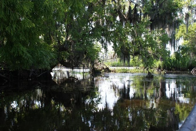 New Orleans Small-Group Airboat Swamp Tour - Looking for alligators and other wildlife