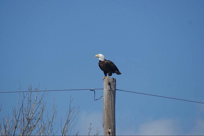 New Orleans Small-Group Airboat Swamp Tour - The swamp scenery between wildlife stops