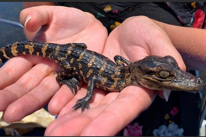 New Orleans Small-Group Airboat Swamp Tour - Families, mobility, and animal considerations