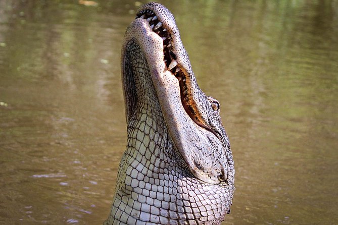 New Orleans Small-Group Airboat Swamp Tour - What the airboat ride feels like