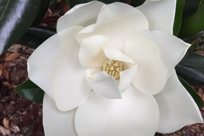 New Orleans Small-Group Garden District Walking Tour - Is $35 a good value?