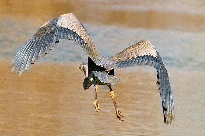 New Orleans Swamp and Bayou Alligator Tour - Cajun stories make the cruise more than a gator count