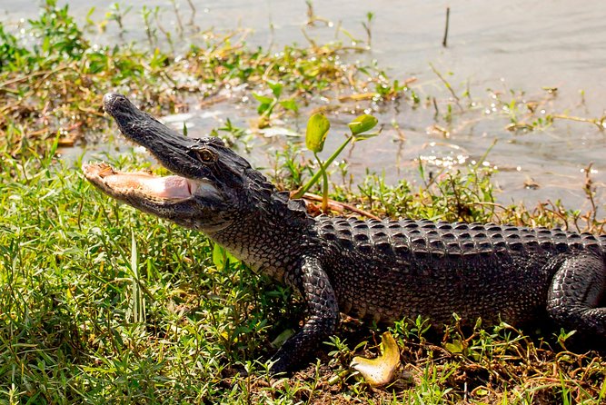 New Orleans Swamp and Bayou Alligator Tour - The feeding question and responsible wildlife viewing