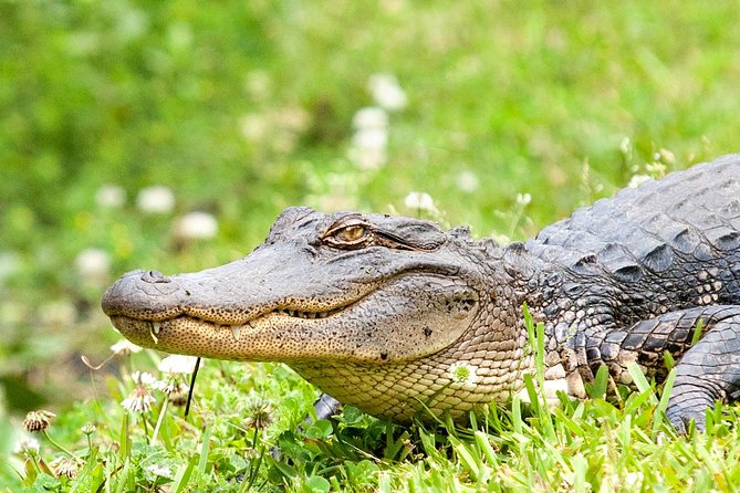 New Orleans Swamp and Bayou Alligator Tour - Alligators, egrets, raccoons, and the luck of the day