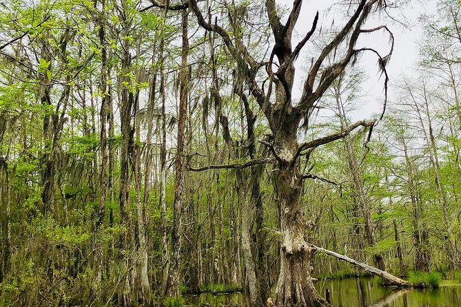 New Orleans Swamp and Bayou Boat Tour with Transportation - Wildlife sightings depend heavily on the season