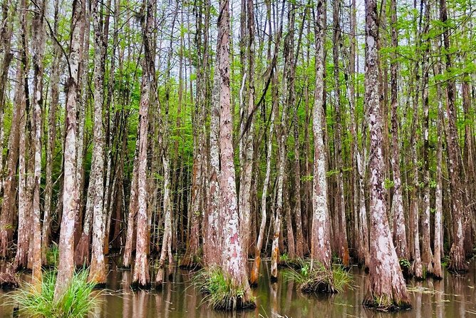 New Orleans Swamp and Bayou Boat Tour with Transportation - What the guide teaches you on the water