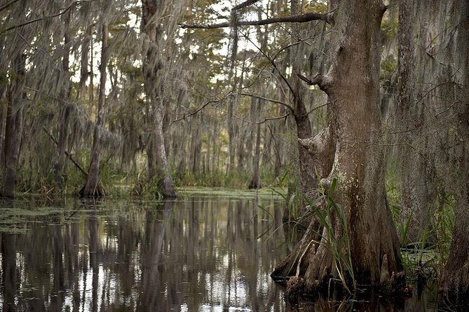 New Orleans Swamp Tour Boat Adventure - What the covered swamp boat is like