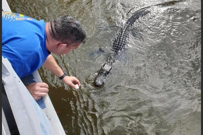 New Orleans Swamp Tour Boat Adventure - Your chances of seeing alligators