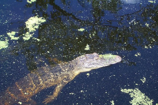 New Orleans Swamp Tour Boat Adventure with Transportation - Airboat noise and the question of atmosphere