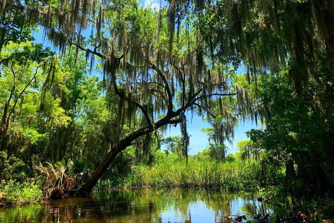 New Orleans Swamp Tour Boat Adventure with Transportation - The Barataria wetlands, wildlife, and old places