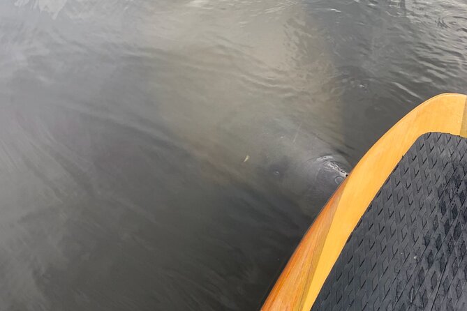 New Smyrna Dolphin and Manatee Kayak and SUP Adventure Tour - Key Points Before You Paddle