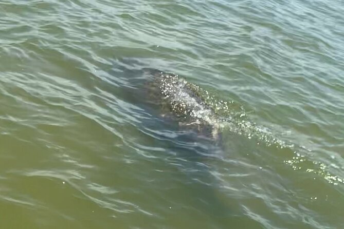 New Smyrna Dolphin and Manatee Kayak and SUP Adventure Tour - Starting at Divito Park in New Smyrna Beach