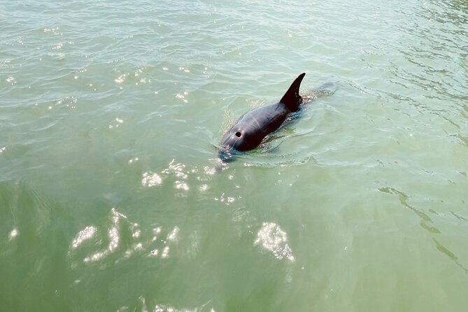 New Smyrna Dolphin and Manatee Kayak and SUP Adventure Tour - Looking for Dolphins and Manatees