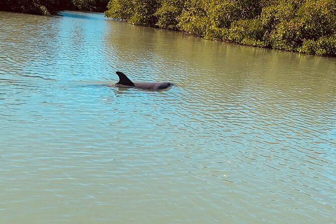 New Smyrna Dolphin and Manatee Kayak and SUP Adventure Tour - The Guides Make the Difference