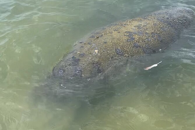 New Smyrna Dolphin and Manatee Kayak and SUP Adventure Tour - Who Will Enjoy This Paddle Most