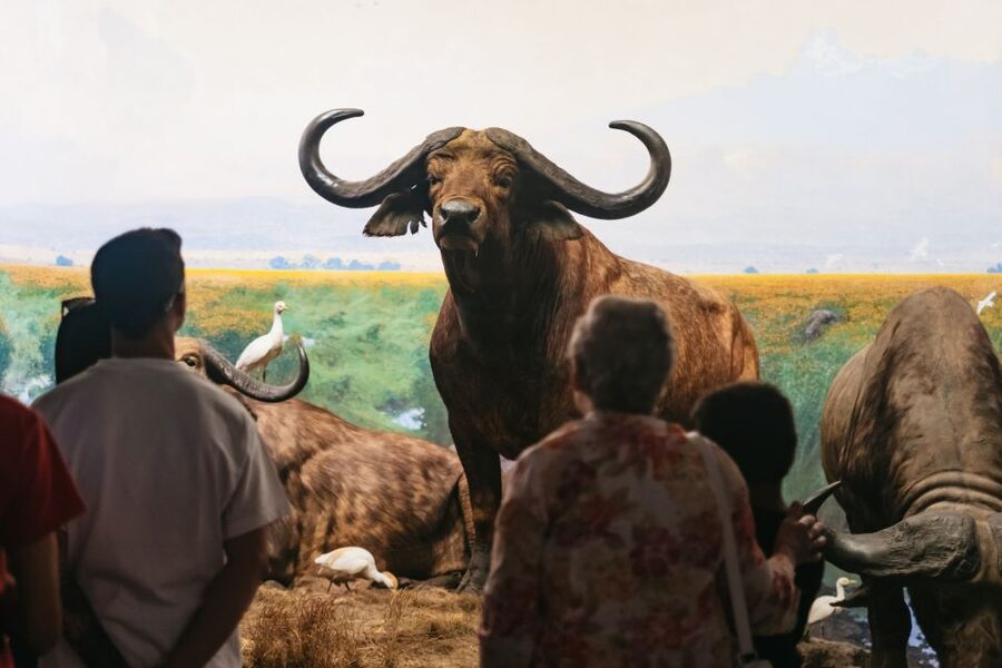New York City: American Museum of Natural History Ticket - How long should you stay?