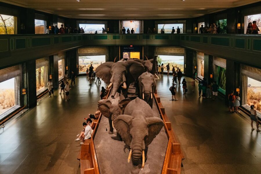 New York City: American Museum of Natural History Ticket - What your $37 museum ticket covers