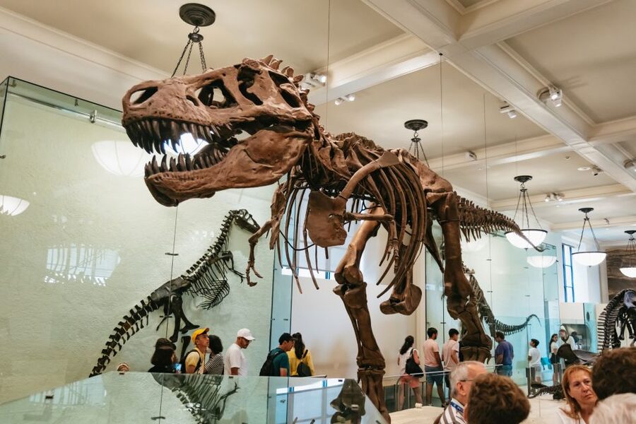 New York City: American Museum of Natural History Ticket - Start upstairs with dinosaurs and fossils
