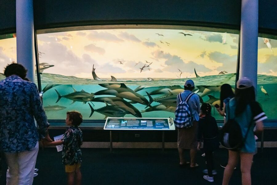 New York City: American Museum of Natural History Ticket - Decide which special exhibitions deserve extra time