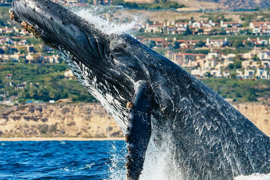 Newport Beach: 2-Hour Whale Watching Tour - What makes this Newport cruise worth your time