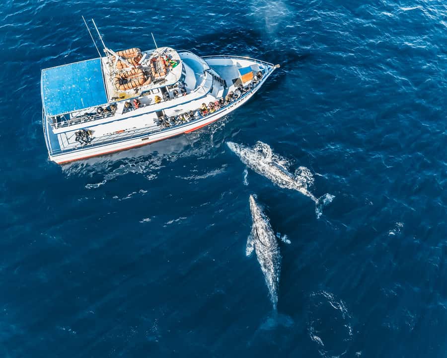 Newport Beach: 2-Hour Whale Watching Tour - Practical tips for a smoother departure