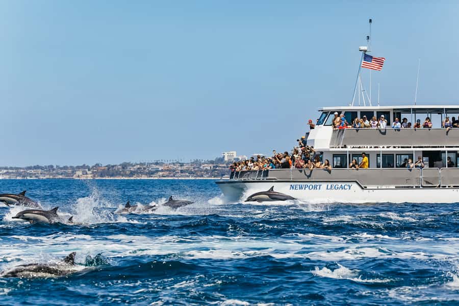 Newport Beach: 2-Hour Whale Watching Tour - From Balboa Pavilion to the Pacific