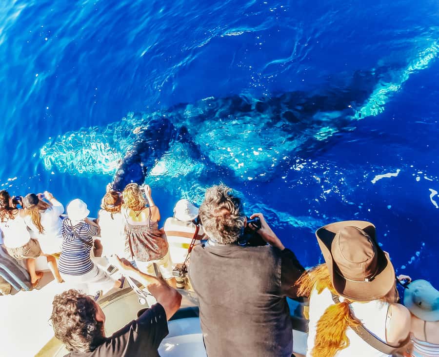 Newport Beach: 2-Hour Whale Watching Tour - Crystal Cove and Laguna Beach provide the scenic middle