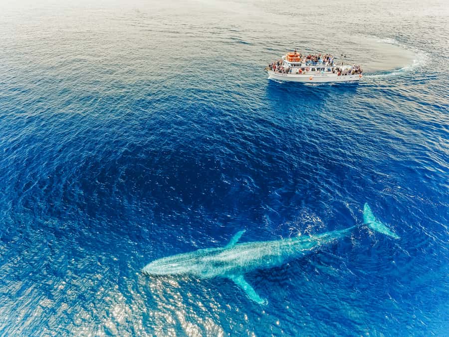 Newport Beach: 2-Hour Whale Watching Tour - What the crew adds to the experience