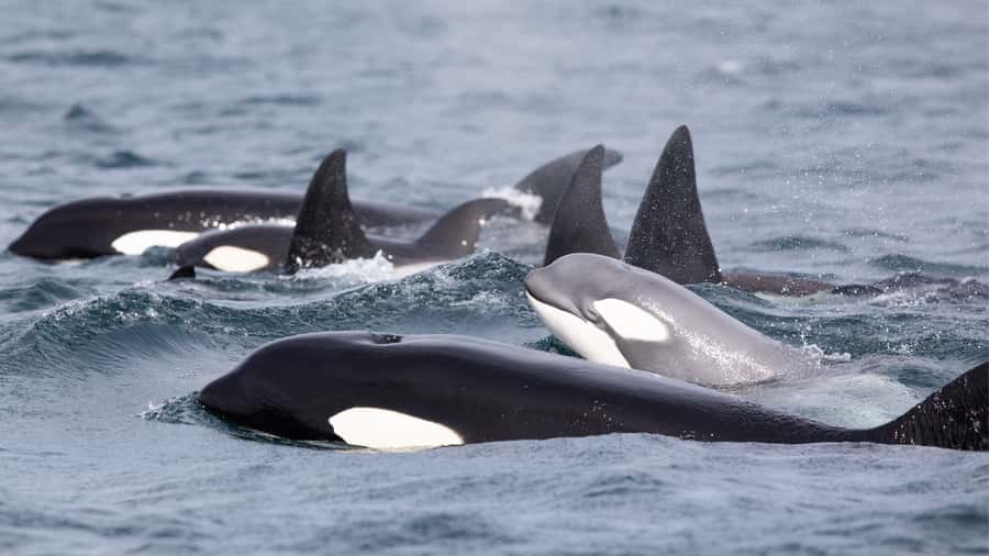 Newport Beach: 2-Hour Whale Watching Tour - Whale sightings are possible, not promised