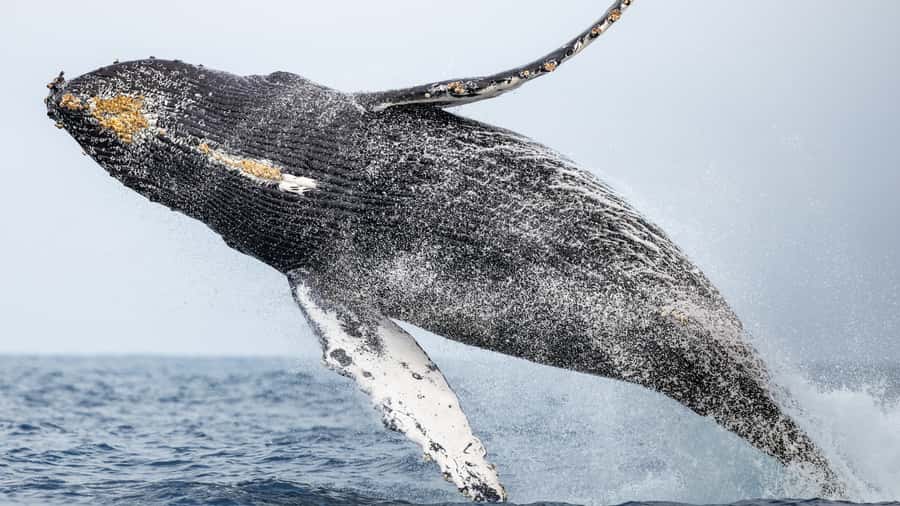Newport Beach: 2-Hour Whale Watching Tour - Is $27 a fair price?
