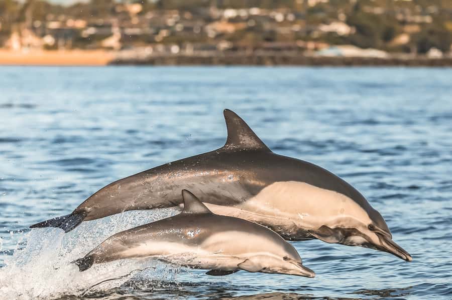 Newport Beach: 2-Hour Whale Watching Tour - Who will enjoy this boat ride most?