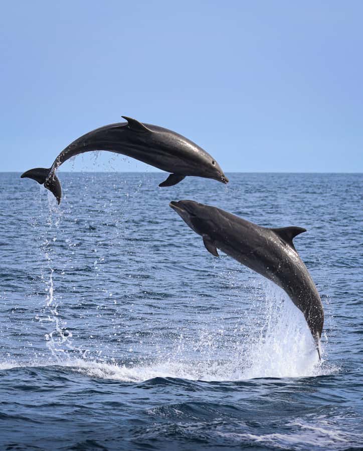 Newport Beach: 2-Hour Whale Watching Tour - Balboa Island and Corona del Mar set the scene