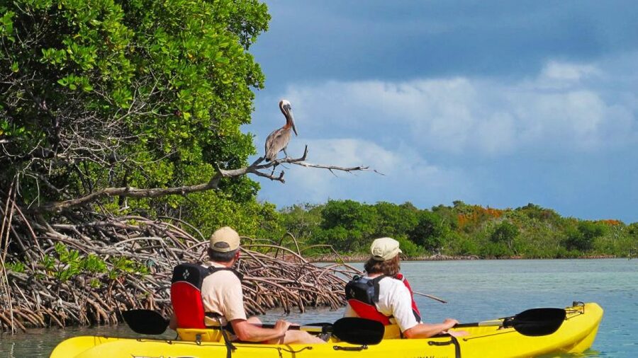 North Miami: Nature & Island Exploration on SUP/Kayak - From Venetian Marina to the mangrove canals