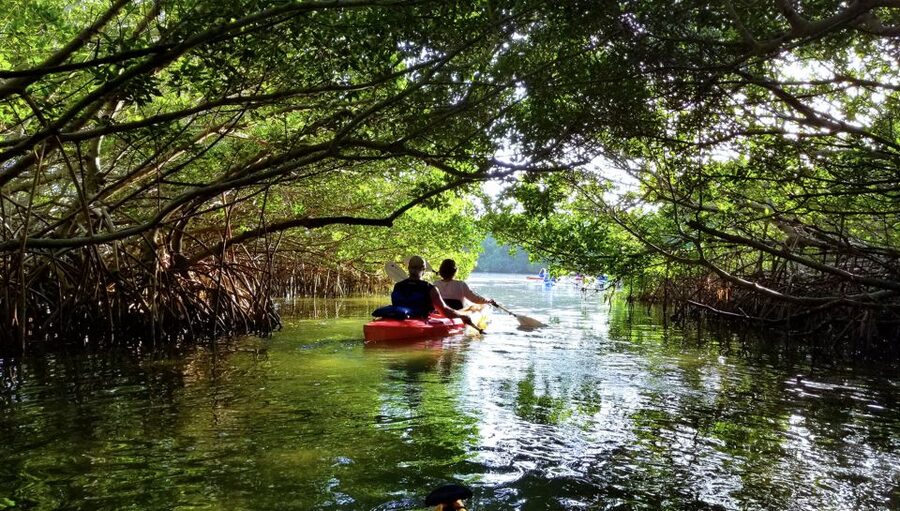 North Miami: Nature & Island Exploration on SUP/Kayak - Dolphins and manatees: wonderful luck, not a promise