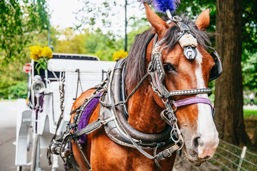 NYC: Guided Central Park Horse Carriage Ride - Starting near Wollman Rink and the park’s southern sights