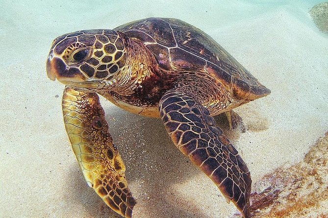 Oahu Circle Island Tour with Turtle Snorkeling— Small-Groups - Macadamia Nuts and Mokoliʻi Add Local Flavor