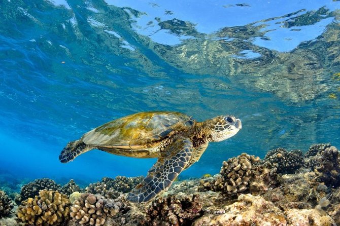 Oahu Circle Island Tour with Turtle Snorkeling— Small-Groups - Lunch at a North Shore Farm Takes Planning