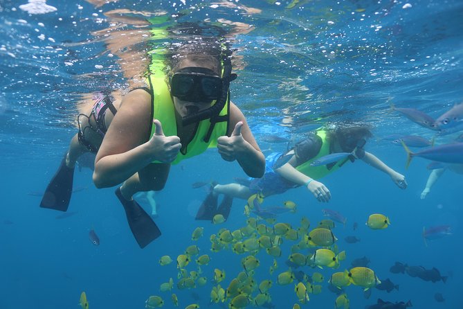 Oahu Dolphin and Snorkel Tour with Waikiki Pickup & Lunch - Searching for spinner dolphins in the wild